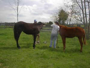 Yearlings Riley and Ritz with Taylor Gillespie and Laura Owen