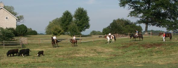 Calves provide an interesting challenge to Kelly Sigler's Level 2 clinic