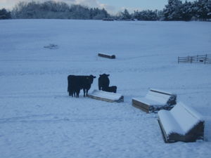 The Cross Country Course as a Maternity Ward